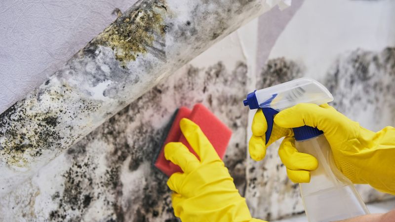 Removing Mold and Mildew